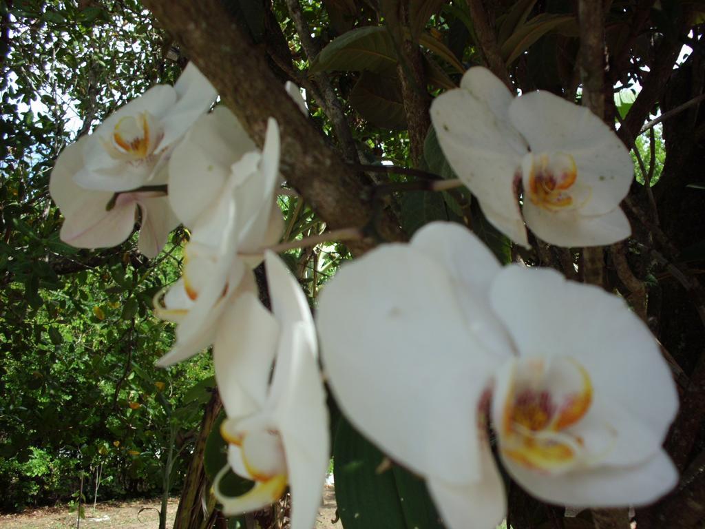 Pousada Pimenta Rosa Saquarema Ngoại thất bức ảnh